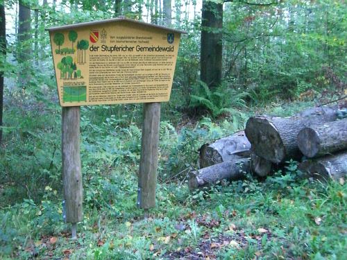 Im Stupfericher Gemeindewald stehen fast nur Buchen
